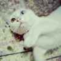 植发星姐风范依旧