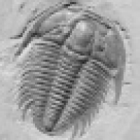 植发星帅过头变成傻蛋