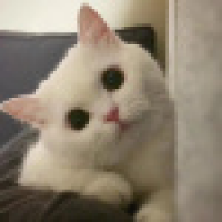 植发星一视同仁一落千