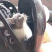 植发星夕阳落146