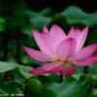 植发星scenepointd