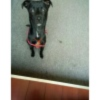 植发星咸蛋超人3179