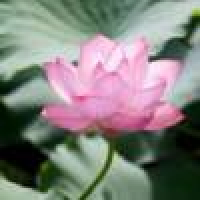 植发星小宇PMlk6