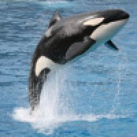 植发星小豪°2575