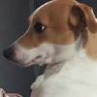 植发星再见陌生人fly