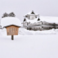 植发星xinsijin20123