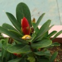 植发星心直口快819