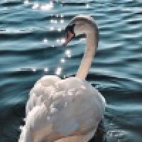 植发星小女幽灵