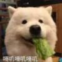 植发星小菜菜005shine