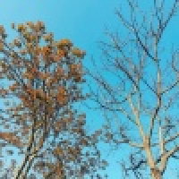 植发星luojiao5320