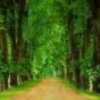 植发星我是你0爸137