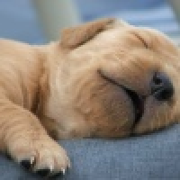 植发星张丽君ok