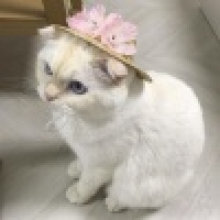 植发星小灰机423