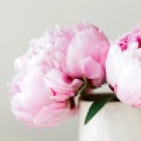 植发星扒了猛干柯仙6