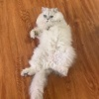 植发星在路上speed