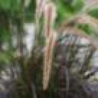 植发星我是新疆姑娘