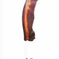 植发星krottzdm465779