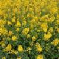 植发星小妖的破皇冠