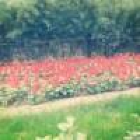 植发星三哥哥1996