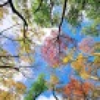 植发星愿萌安好377940