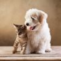 植发星小熊ja3礮7