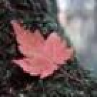 植发星哦的啊359