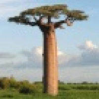 植发星哎哟哥哥yo