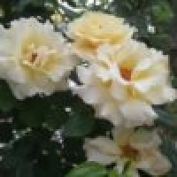 植发星扯东扯西扯絛讅