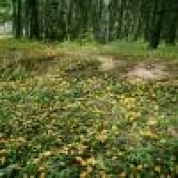 植发星平泽忧丶200