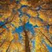 植发星年糕奶包色混呐