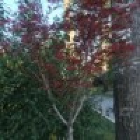 植发星小杰爱春艳19