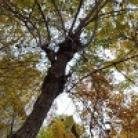 植发星凌洪永远