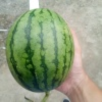 植发星国之四维6