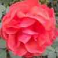 植发星托故浅置