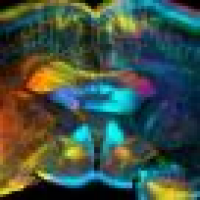 植发星忘语狂言