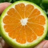  春眸盈盈美人俏