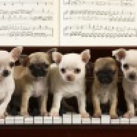 植发星初瓷萌妹NNH