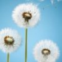 植发星可靠的我的爱痛