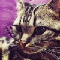 植发星放牧丶森林