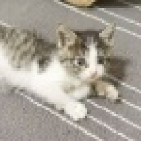 植发星快乐阿拉蕾250