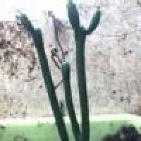 植发星善良的y1b