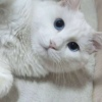 植发星最佳损友来