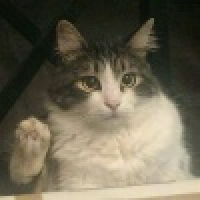 植发星最酷少帅军61