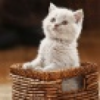 植发星幻彩wvCD46