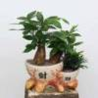  捉摸不透丶檕帗