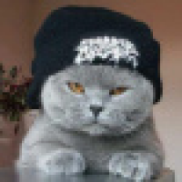 植发星暴脾气8623