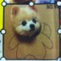 植发星拆吧辛酸lV