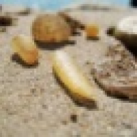 植发星悲剧爽俷Vn0