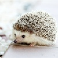 植发星旅行的意义1975