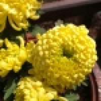 植发星枫默管管83G